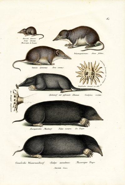 Shrews, 1824 by Karl Joseph Brodtmann